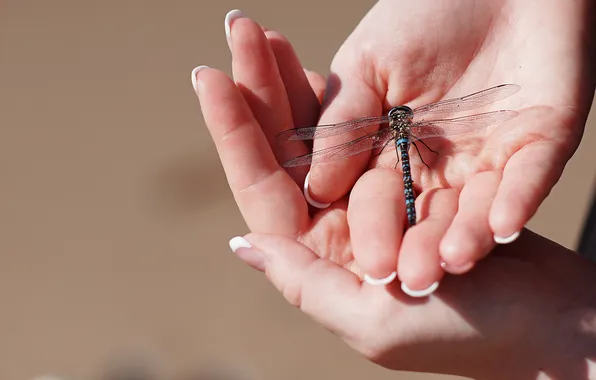 Wings, dragonfly, hands, insect, wings