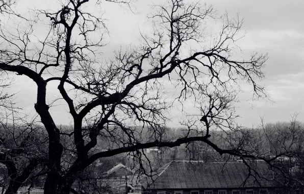 Roof, tree, branch, black and white