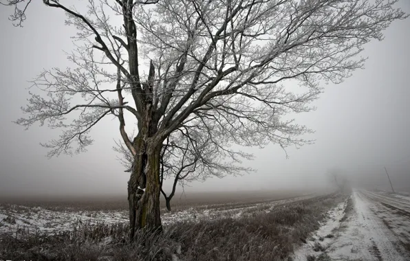 Picture winter, road, landscape, tree