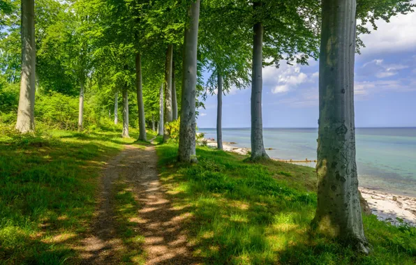 Forest, trees, lake, shore, path