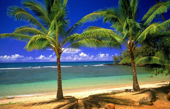 Picture sand, palm trees, shore