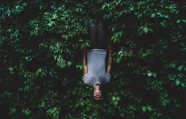 Background, surrealism, Wallpaper, mood, guy, green foliage