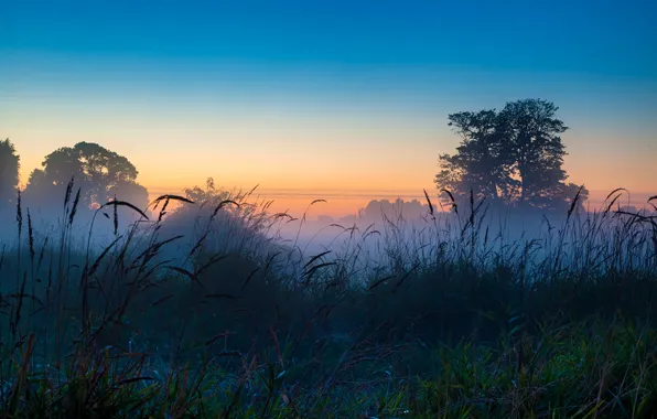 Picture the sky, grass, trees, nature, fog, dawn