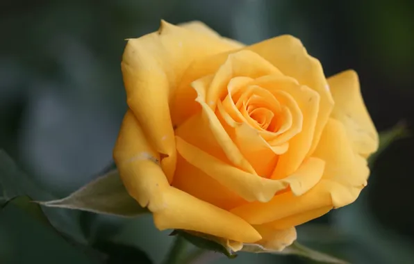 Picture macro, rose, petals, Bud, yellow