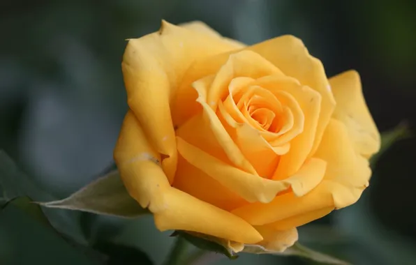 Macro, rose, petals, Bud, yellow