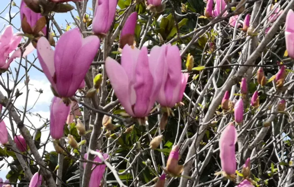 Flowers, flowers, flowering tree, pink flowers, Magnolia, pink flowers, flowering tree, pink flowers