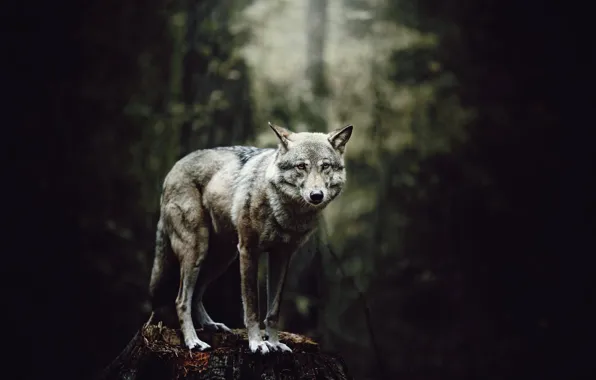 Forest, wolf, stump