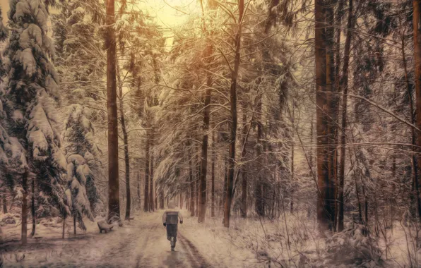 Forest, snow, treatment, athlete, run, Winter running