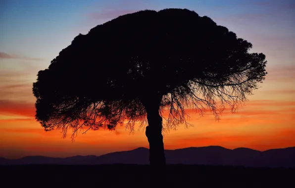 Wallpaper sunset, tree, silhouette for mobile and desktop, section ...