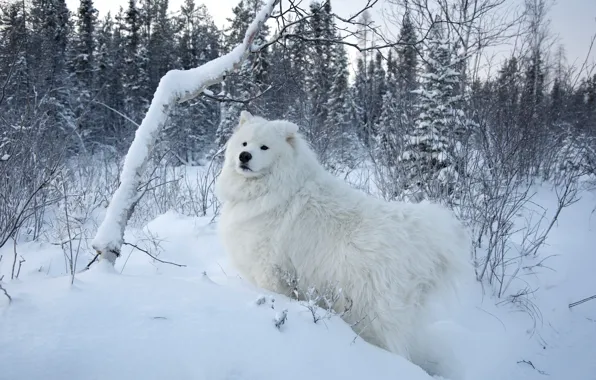 Winter, forest, snow