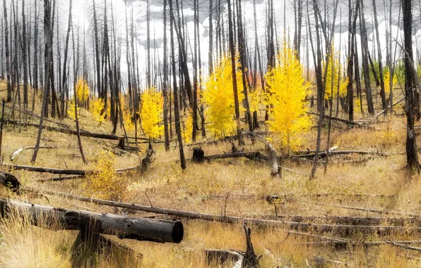 Autumn, forest, slope, Colorado, USA, Aspen