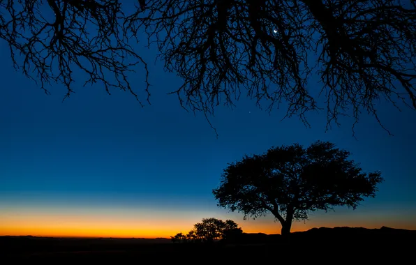 The sky, sunset, tree, silhouette, glow
