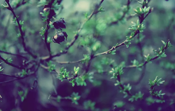 Greens, branches, nature