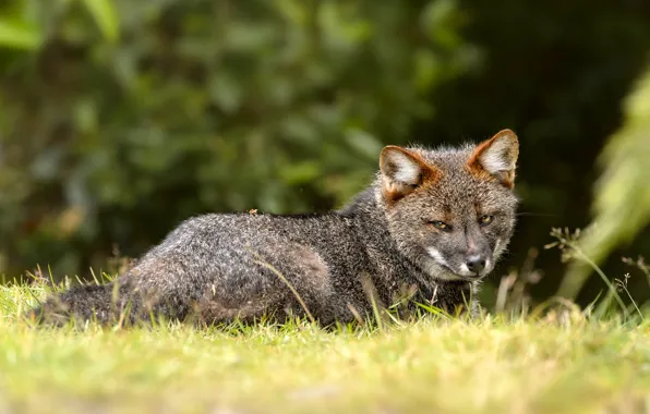 Picture grass, look, face, pose, grey, Fox, lies, green background