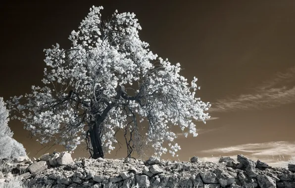 Leaves, stones, tree, France, Provence, infrared the