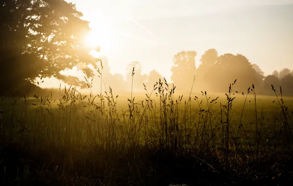 Picture field, grass, trees, fog, dawn, spikelets
