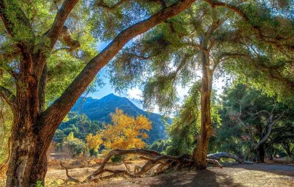 Light, trees, mountains, HDR