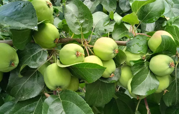 Green leaves, apples, apples