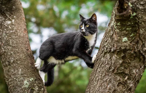 Cat, cat, trees, black