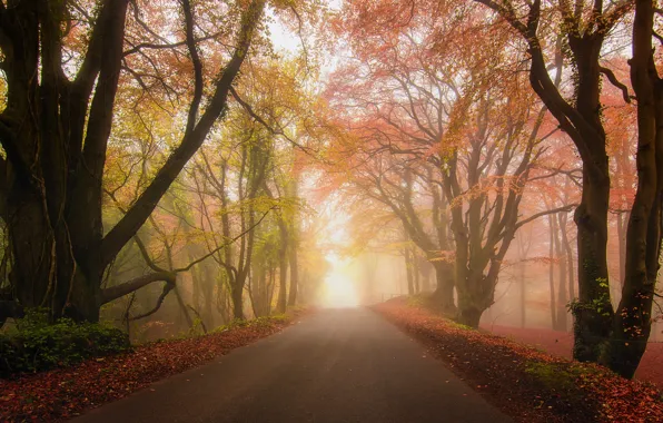 Road, autumn, forest, fog, Park