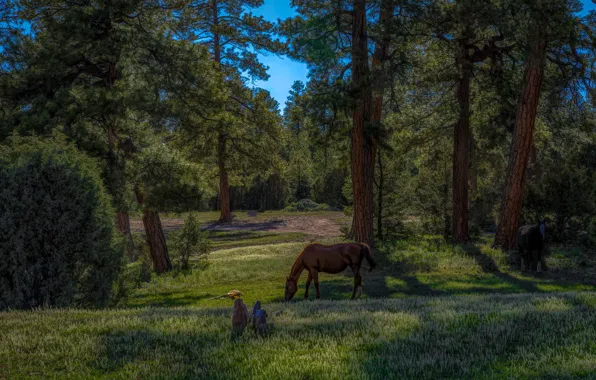 Forest, trees, landscape, nature, glade, horses, horse, pine