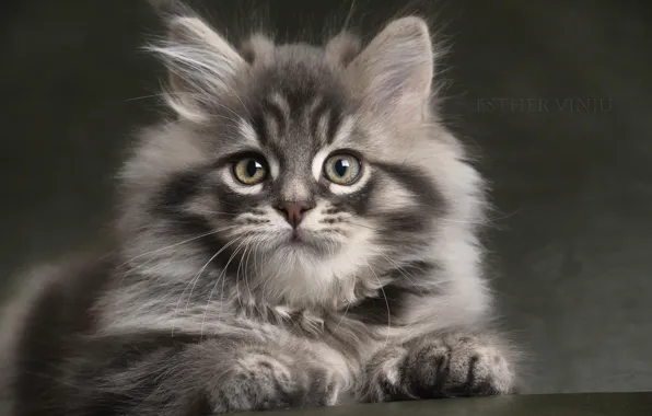 Picture look, grey, fluffy, baby, kitty