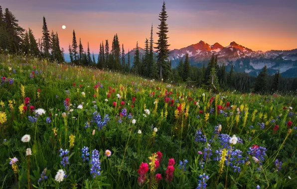 Moonrise, field, flowers, mountain
