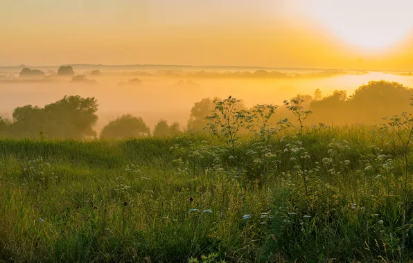 Field, forest, grass, fog, dal, morning, shrubs, solche