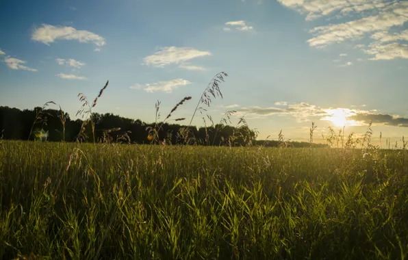 Picture field, grass, the sun, nature, Siberia