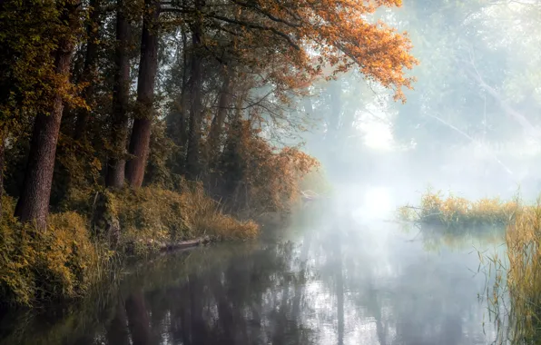Picture fog, autumn, river