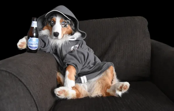 Look, pose, bottle, dog, chair, hood, face, sitting