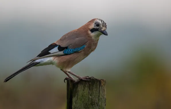 Bird, Jay, the vranov family, a group of sparrows