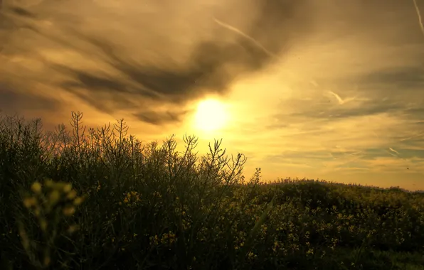 The sun, sunset, nature, rape, rapeseed field