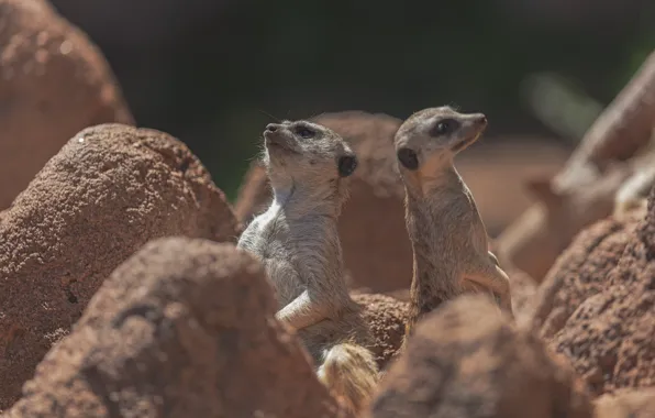 Sand, meerkats, a couple