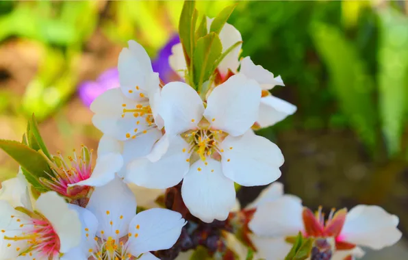 Picture Spring, Spring, Flowering, Flowering