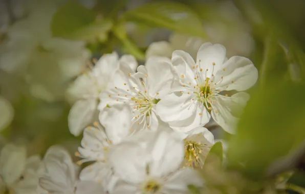 Picture white, flowers, cherry, green, spring, blooms