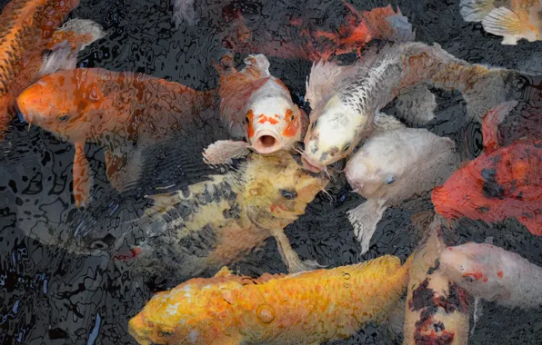 Fish, pond, a lot
