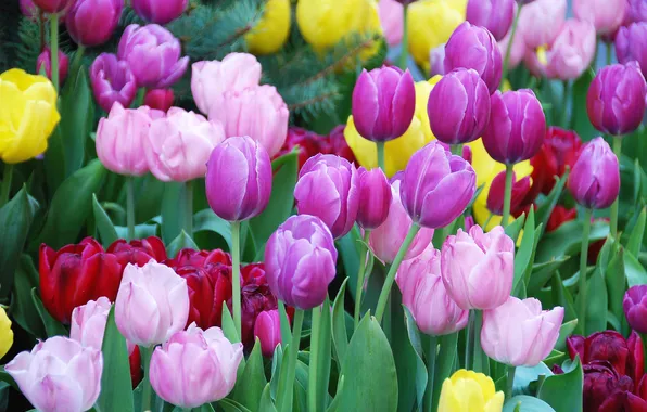 Tulips, flowerbed, colorful