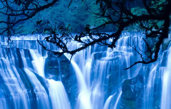 Picture forest, branches, waterfall, cascade