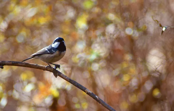 Branches, bird, bokeh