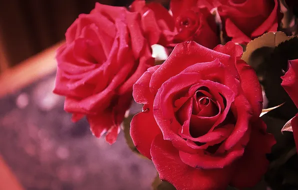 Macro, roses, petals, buds
