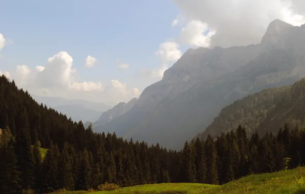 Forest, the sky, grass, clouds, trees, mountains
