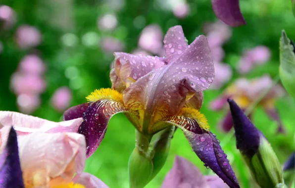 Flower, drops, nature, Rosa, garden, iris