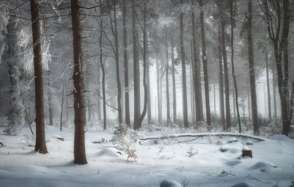 Winter, frost, forest, snow, trees, nature