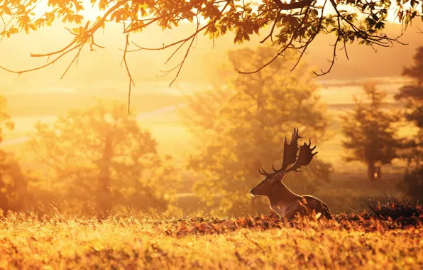 Picture nature, deer, morning