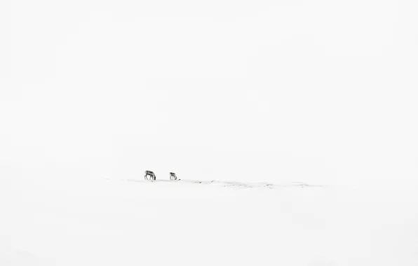 Winter, minimalism, deer