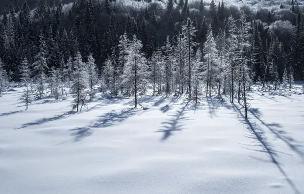 Winter, field, the sky, snow, trees, landscape, nature, beauty
