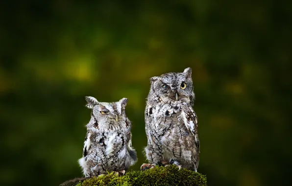 Birds, background, two, owls