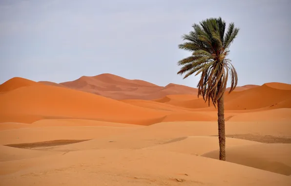 Picture sand, the dunes, Palma, desert