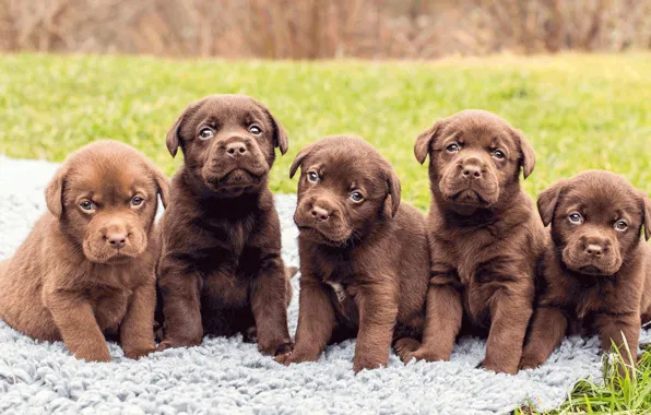 Puppies, Labrador, five